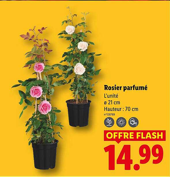 Sitemapcdatahttpsshopinf Inetcomarche Rosier Lidl
