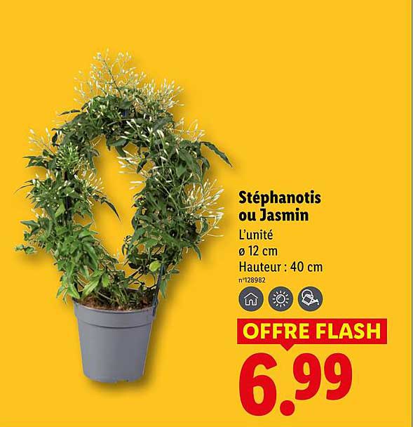 Jasmin Touffe Lidlnull