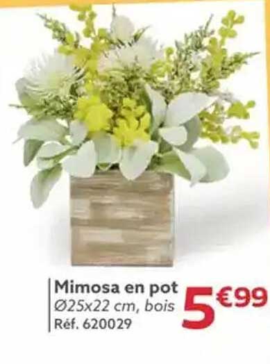 Mimosa en pot