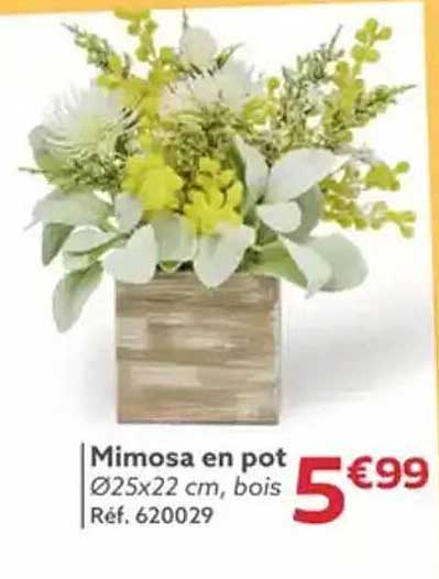 Mimosa en pot