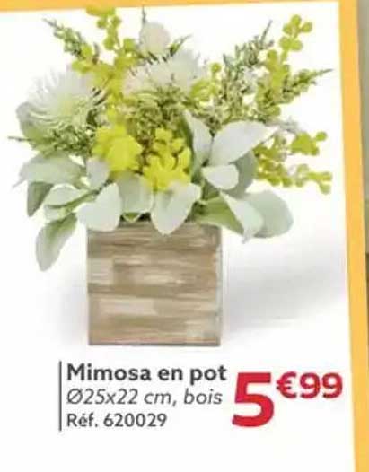 Mimosa en pot