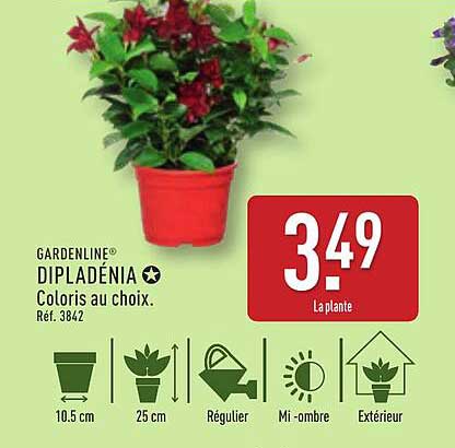 Dipladénia Coloris au choix