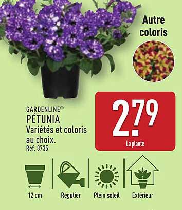 GARDENLINE® PÉTUNIA - Variétés et coloris au choix.