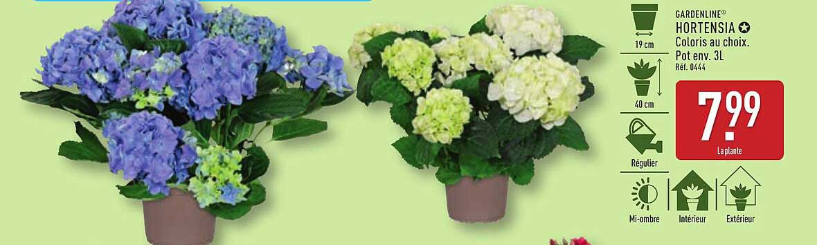 HORTENSIA Coloris au choix. Pot env. 3L
