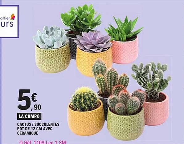 CACTUS / SUCCULENTES POT DE 12 CM AVEC CERAMIQUE