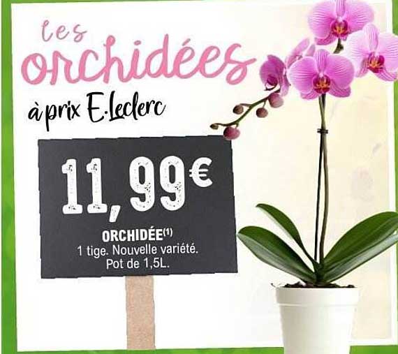 ces orchidées à prix E.leclerc