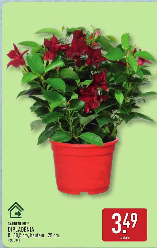 GARDENLINE® DIPLADÉNIA