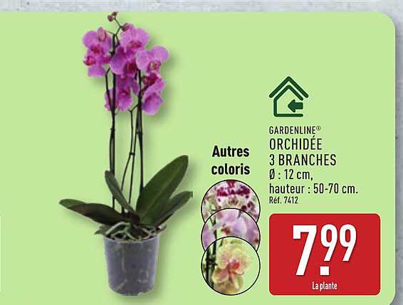 GARDENLINE ORCHIDÉE 3 BRANCHES Ø : 12 cm, hauteur : 50-70 cm. Ref. 7412