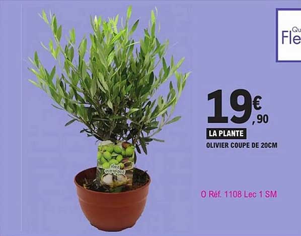 LA PLANTE OLIVIER COUPE DE 20CM
