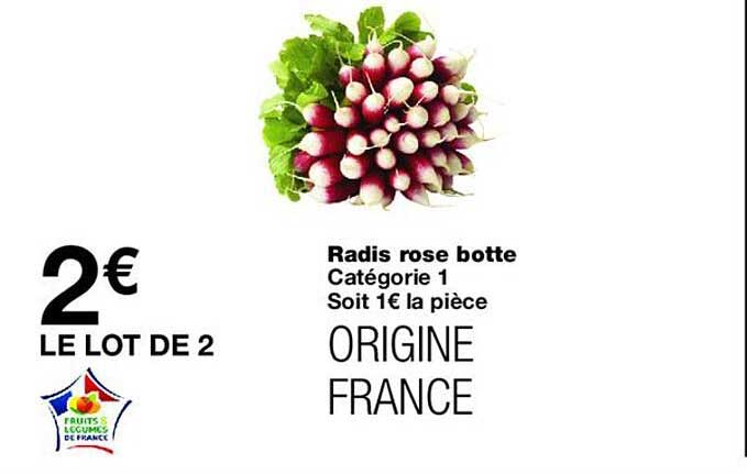 Radis rose botte