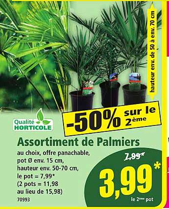 Assortiment de Palmiers