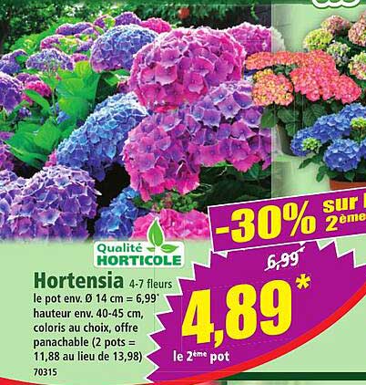 Hortensia 4-7 fleurs