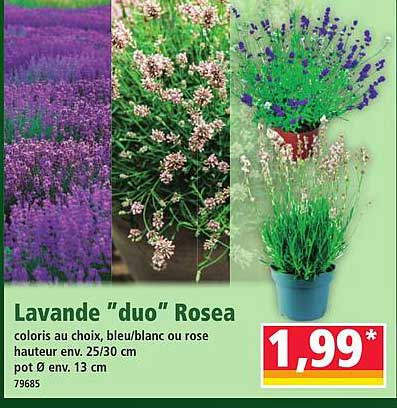 Lavande "duo" Rosea