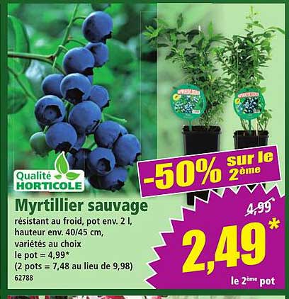 Myrtillier sauvage