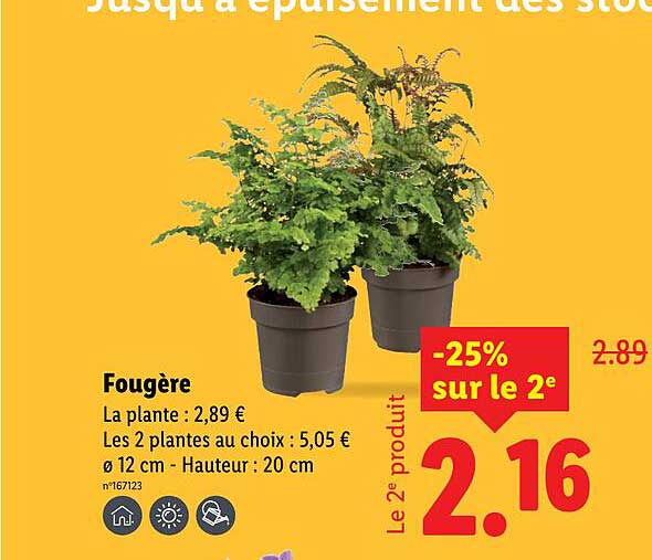 Fougère