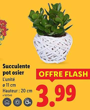 Succulente pot osier