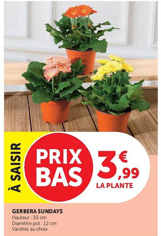 À SAISIR PRIX BAS 3,99 € LA PLANTE