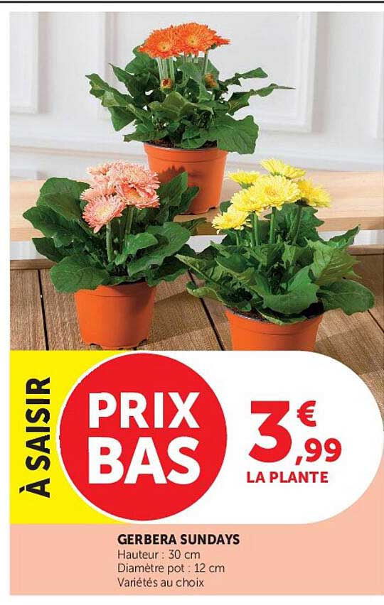 À SAISIR PRIX BAS 3,99 € LA PLANTE