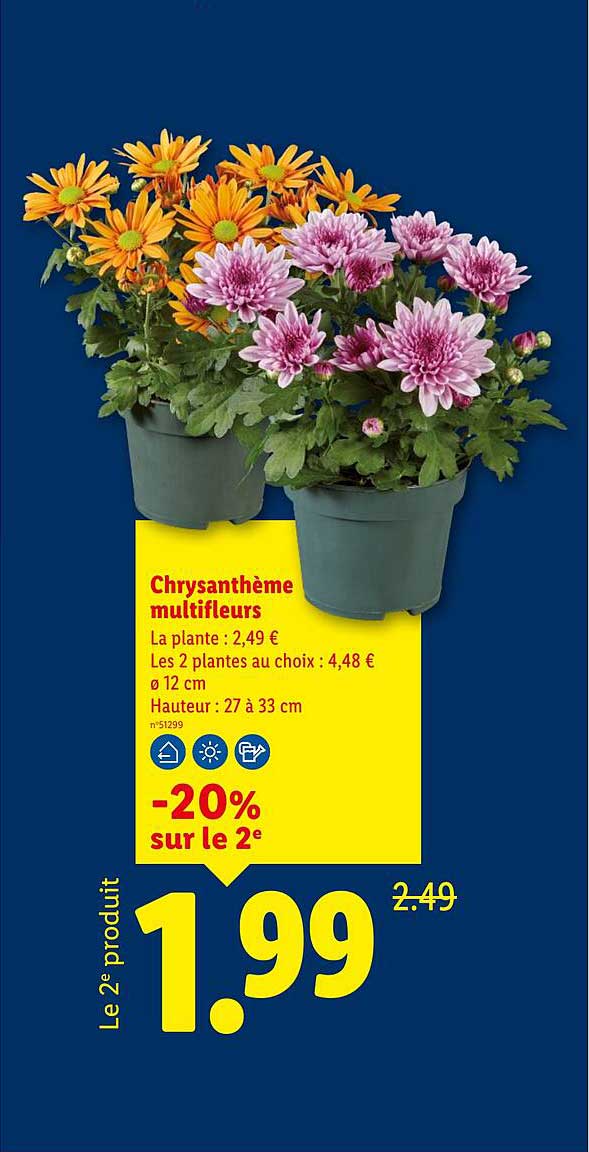Chrysanthème multifleurs