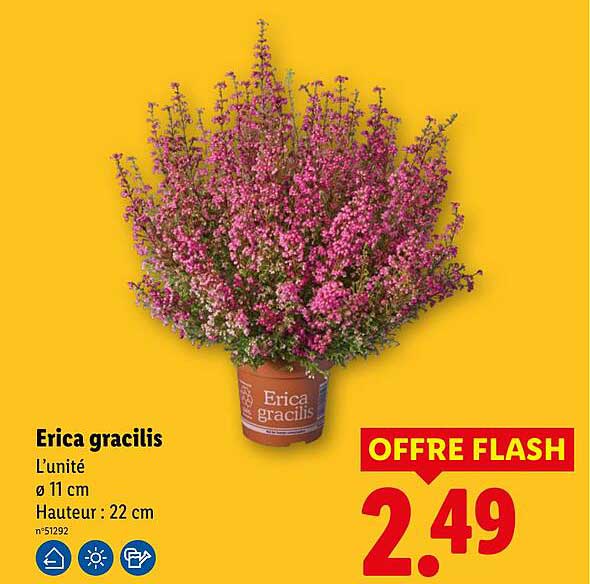Erica gracilis