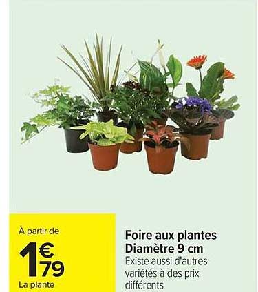 Foire aux plantes Diamètre 9 cm Existe aussi d'autres variétés à des prix différents