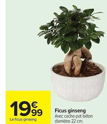 Le ficus ginseng
