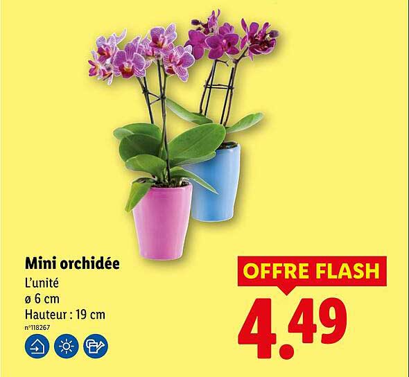 Mini orchidée