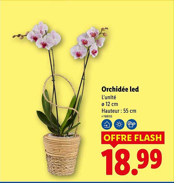 Orchidée led