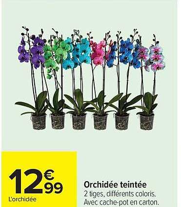 Orchidée teintée