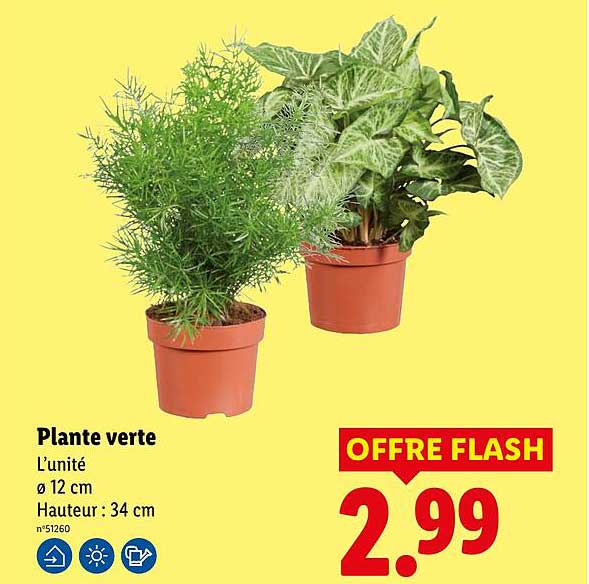 Plante verte