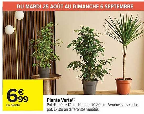 Plante Verte(h)
