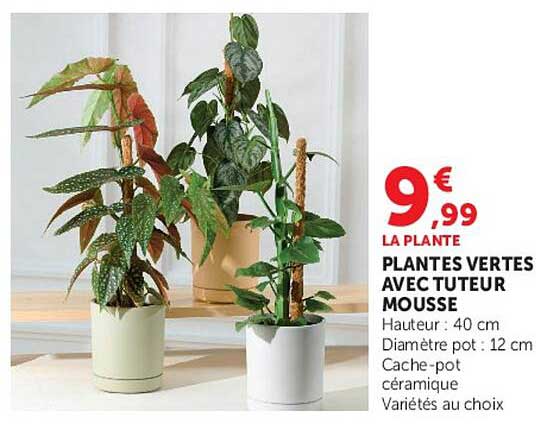 PLANTES VERTES AVEC TUTEUR MOUSSE