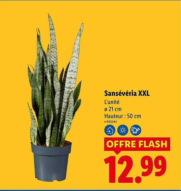 Sansévéria XXL