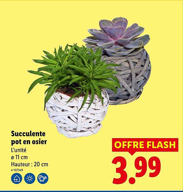Succulente pot en osier