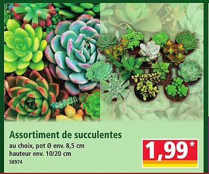 Assortiment de succulentes