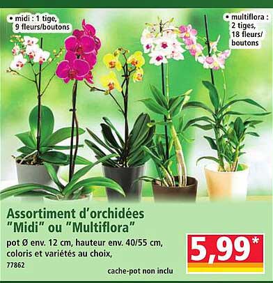 Assortiment d’orchidées “Midi” ou “Multiflora”