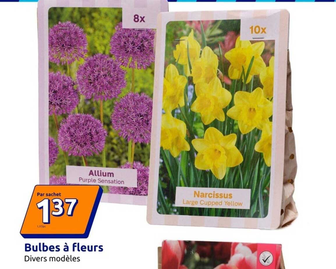 Bulbes à fleurs Divers modèles