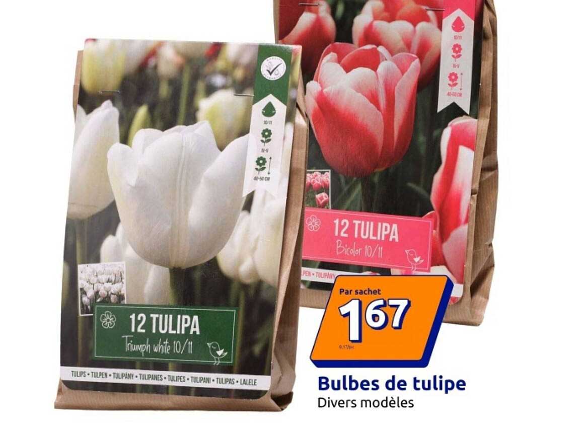 Bulbes de tulipe