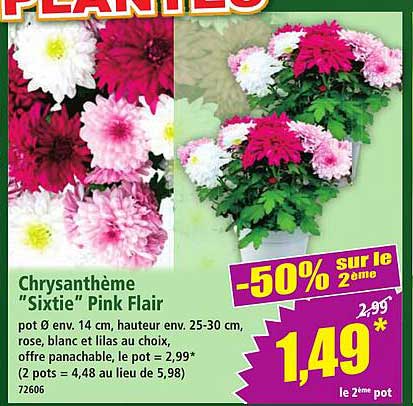 Chrysanthème “Sixtie” Pink Flair
