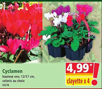 Cyclamen