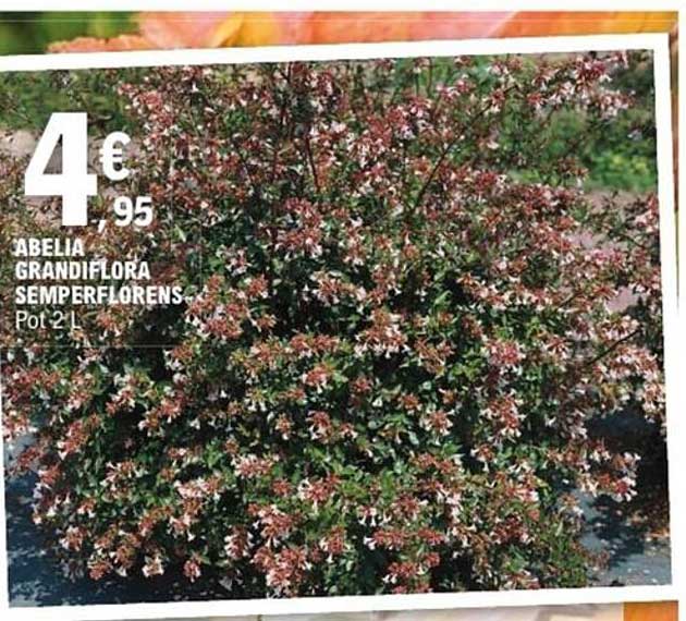 ABELIA GRANDIFLORA SEMPERFLORENS Pot 2 L
