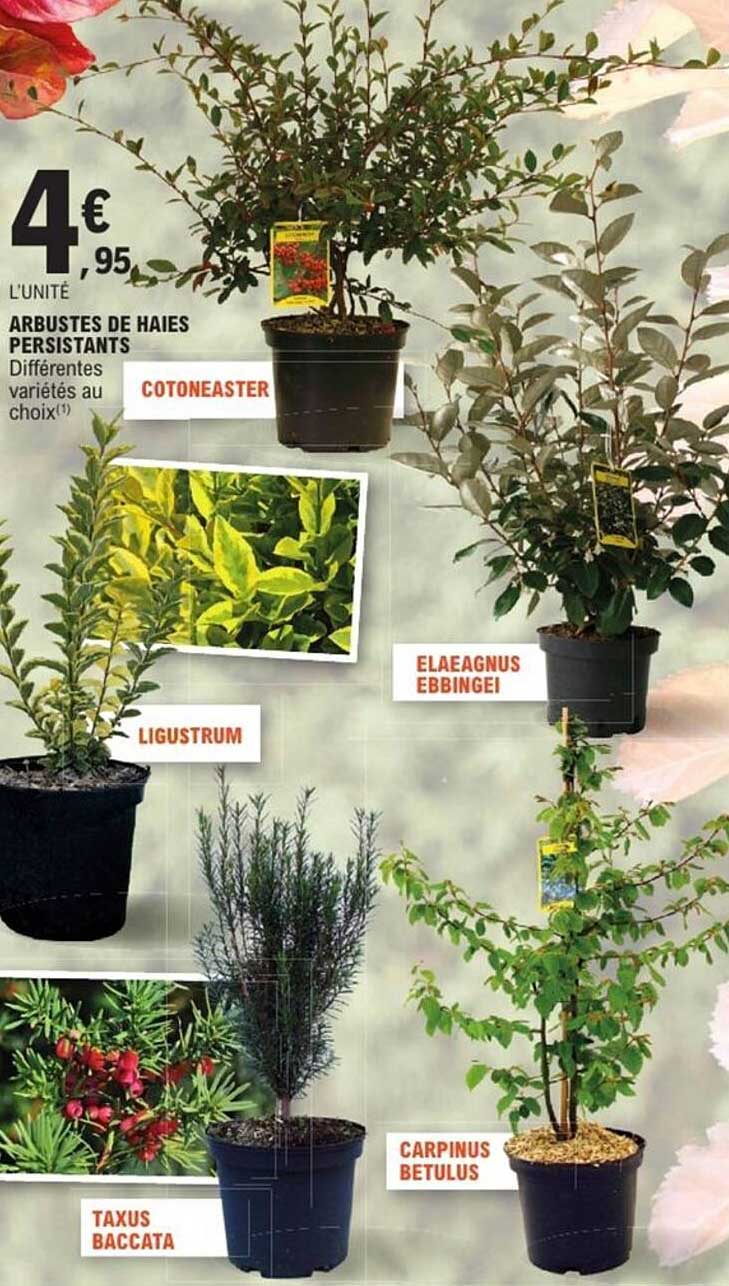 Arbustes de haies persistants