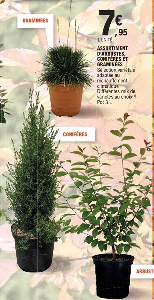 ASSORTIMENT D’ARBUSTES, CONIFÈRES ET GRAMINÉES