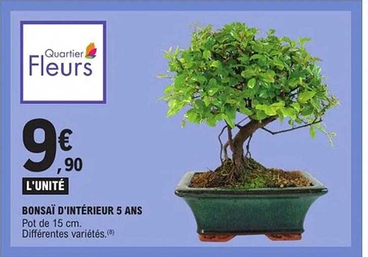 BONSAÏ D'INTÉRIEUR 5 ANS