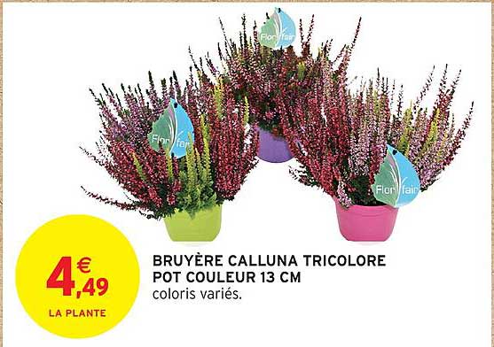 BRUYÈRE CALLUNA TRICOLORE POT COULEUR 13 CM
