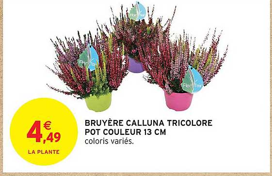BRUYÈRE CALLUNA TRICOLORE POT COULEUR 13 CM