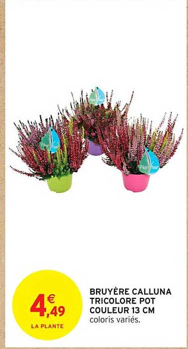 BRUYÈRE CALLUNA TRICOLORE POT COULEUR 13 CM