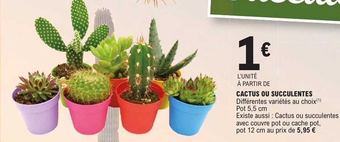 Cactus ou succulentes à partir de 1€