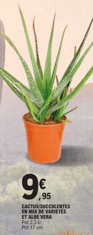 CACTUS/SUCCULENTES EN MIX DE VARIÉTÉS ET ALOE VERA