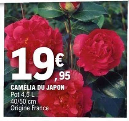 CAMÉLIA DU JAPON